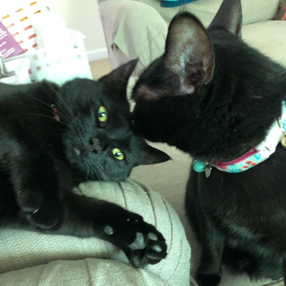 💖Come visit my Mama & Shop the Kitty-Korner!💖 - Picture 17 of 17